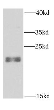 RAB24 Antibody