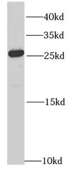 RAB27A Antibody