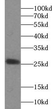 RAB27A Antibody