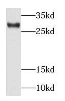RAB34 Antibody