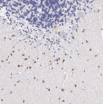 RAB37 Antibody