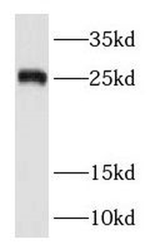 RAB38 Antibody