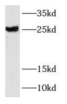 RAB39A Antibody