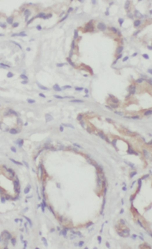 RAB3D Antibody