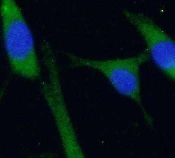 RAB4A Rabbit Polyclonal Antibody