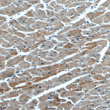 RAB4A Rabbit Polyclonal Antibody