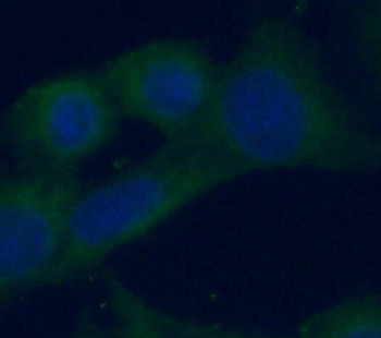 RAB5A Antibody
