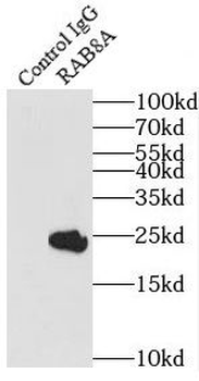 RAB8A Antibody