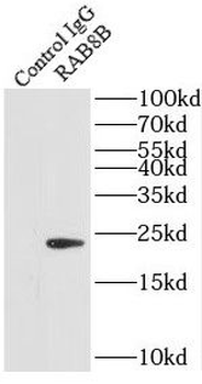 RAB8B Antibody