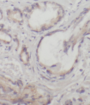 RAB9A Antibody