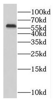 RABGGTA Antibody