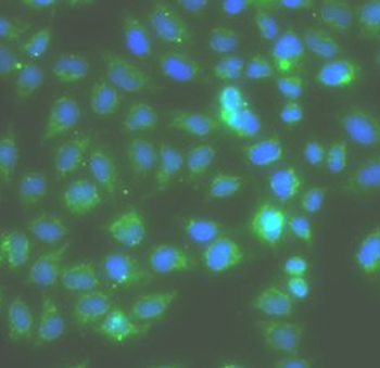 RAC1 Antibody