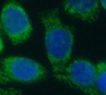 RAC1 Antibody