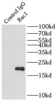 RAC1 Antibody