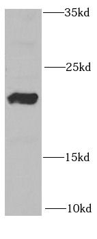 RAC2 Antibody