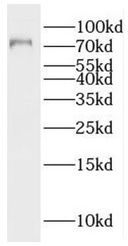 RACGAP1 Antibody