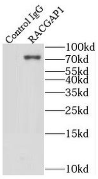 RACGAP1 Antibody