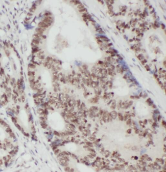 RACGAP1 Antibody