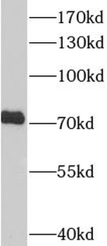 RACGAP1 Mouse Monoclonal Antibody