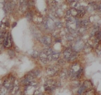RACGAP1 Mouse Monoclonal Antibody