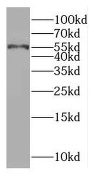 RAD23A Antibody