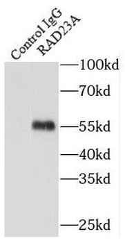 RAD23A Antibody