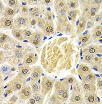 RAD9A Antibody