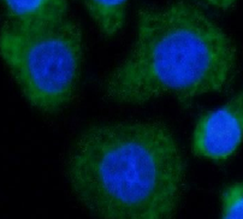 RDX Antibody