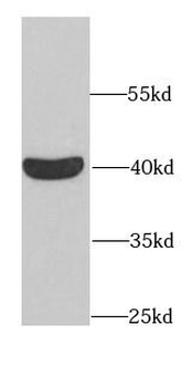 RAE1 Antibody