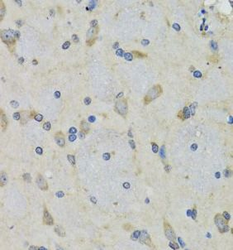 RAE1 Antibody