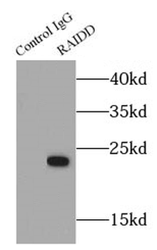 CRADD Antibody