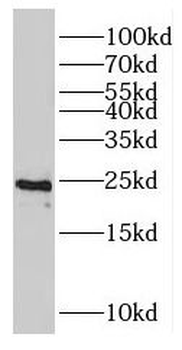 RALA Rabbit Polyclonal Antibody