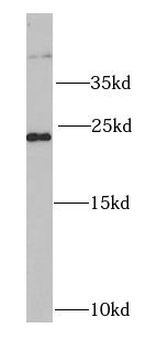 RALB Antibody