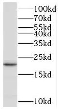 RAMP2 Antibody