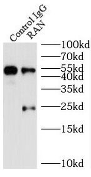 RAN Rabbit Polyclonal Antibody