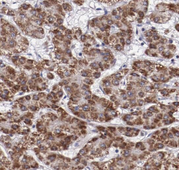 RANBP10 Antibody