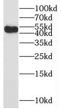 RANBP3L Antibody
