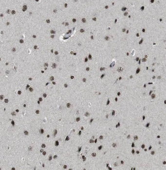 RANBP3L Antibody