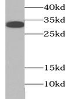 TNFSF11 Rabbit Polyclonal Antibody