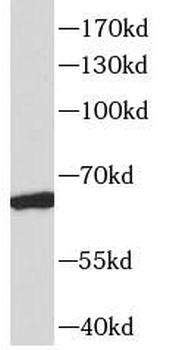 RAP1GDS1 Antibody