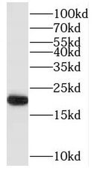 RAP2B Antibody