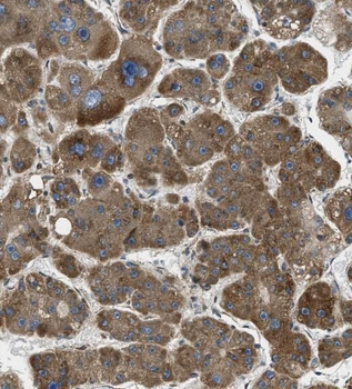 RAPH1 Antibody