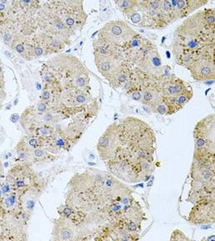 RAPSN Antibody