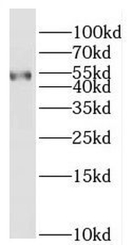 RARG Antibody