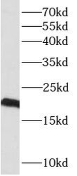 PLAAT4 Antibody