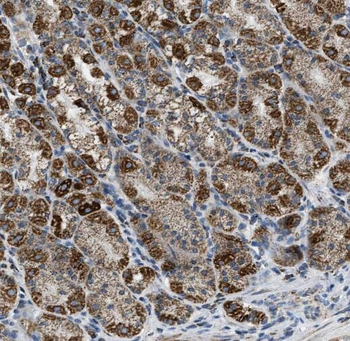 RASGEF1B Antibody