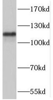 RASIP1 Antibody
