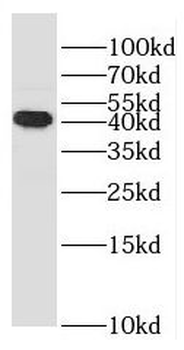 RASSF6 Antibody