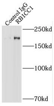 RB1CC1 Antibody