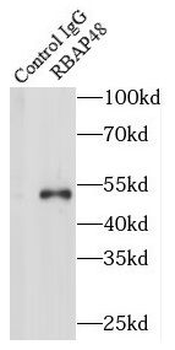 RBBP4 Antibody